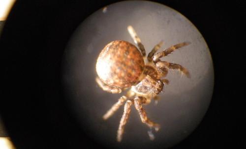 Ozyptila sp.